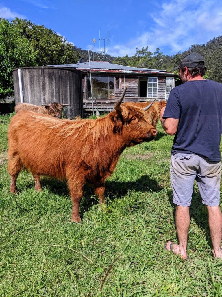 mini highland cows for sale