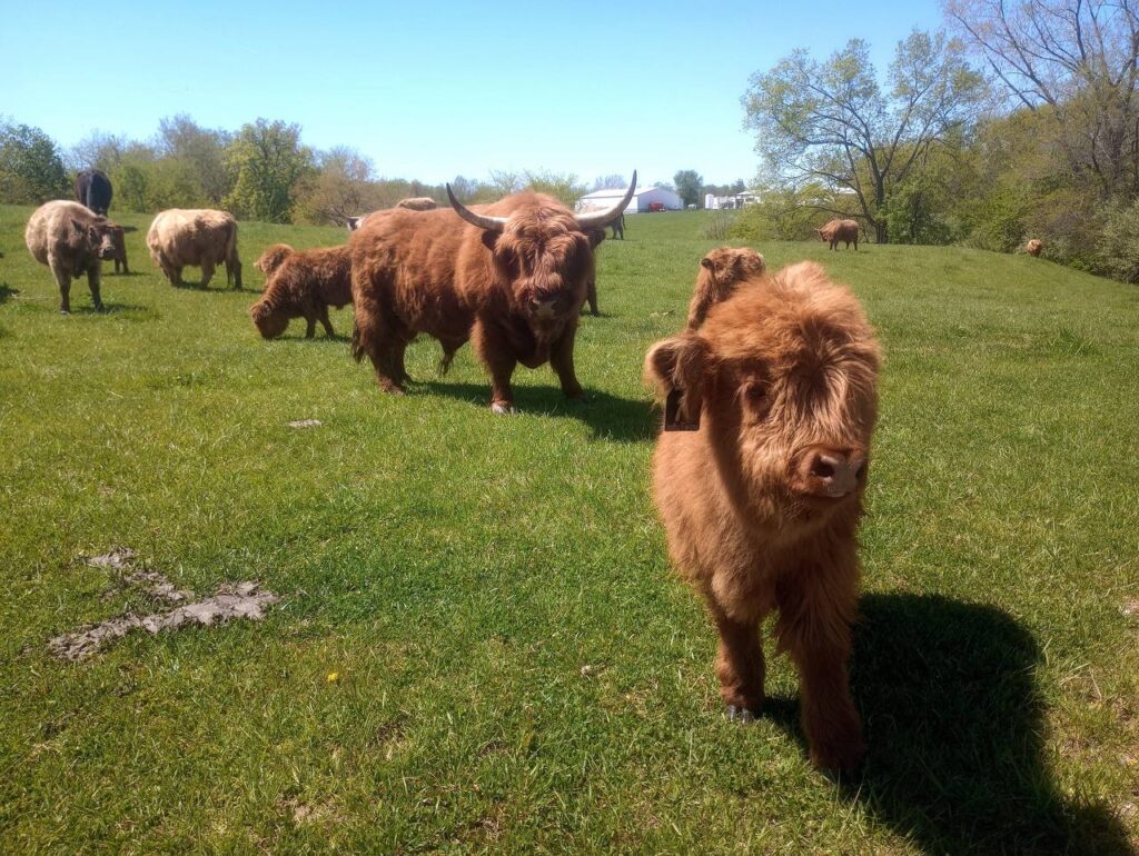 mini highland cows for sale