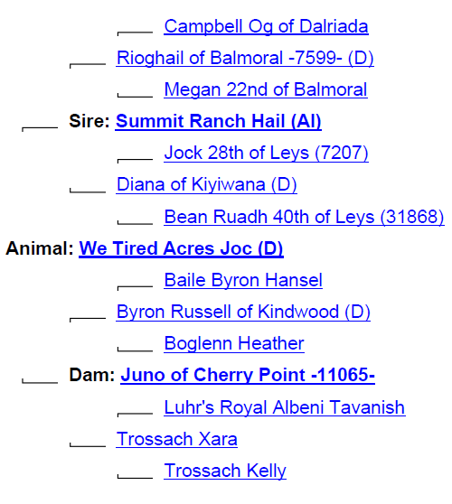 we-tired-acres-joc-highland-bull-ancestry-1