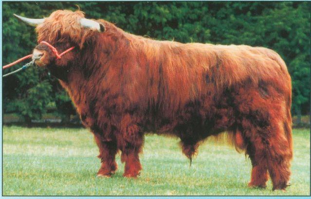we-tired-acres-joc-highland-bull-in-pasture