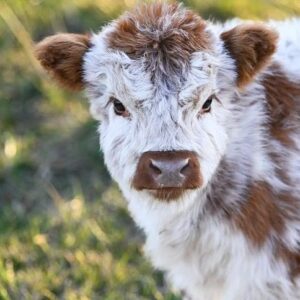 Mini Highland Cows For Sale
