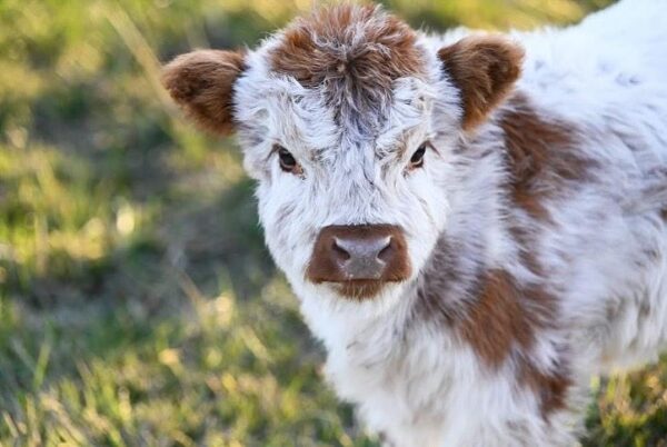 Mini Highland Cows For Sale