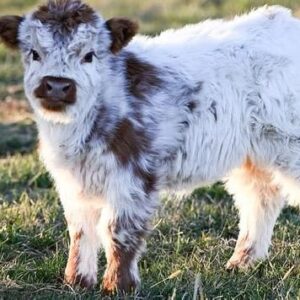 mini highland cows for sale