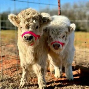 mini highland cows