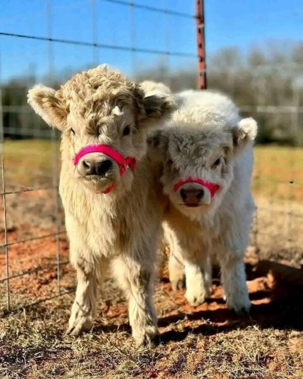 mini highland cows