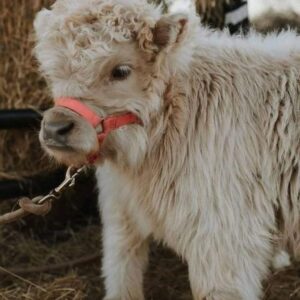 mini highland cow