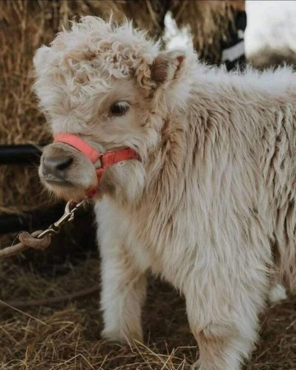 mini highland cow