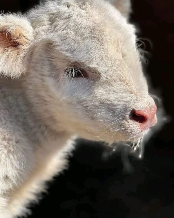 mini highland cow,
