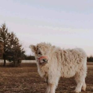 mini highland cow