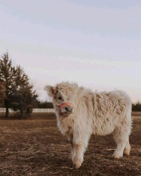mini highland cow