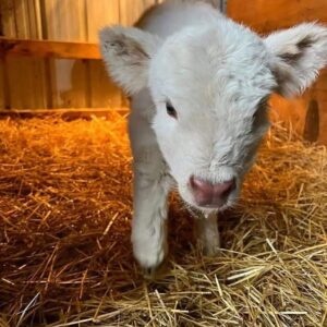 mini highland cow,