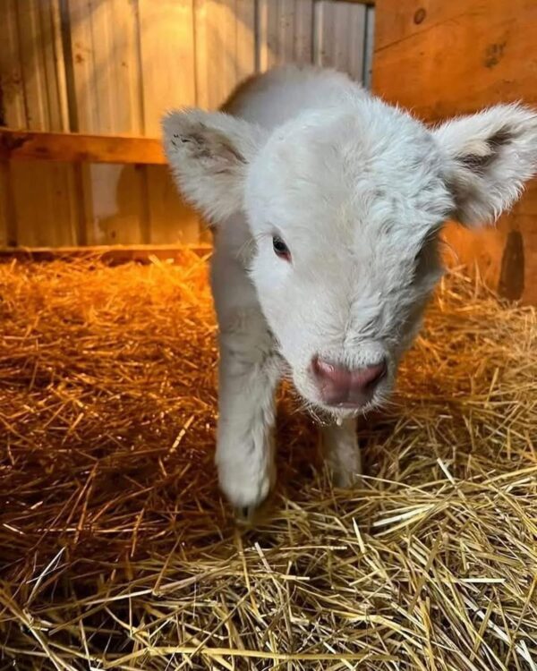 mini highland cow,