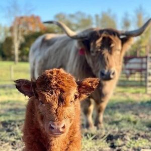 mini highland cow