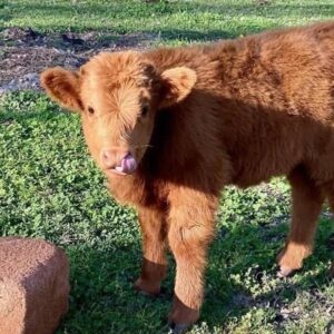 mini highland cow