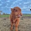 mini highland cow