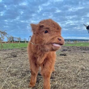 mini highland cow