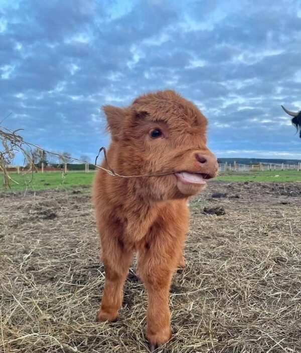 mini highland cow