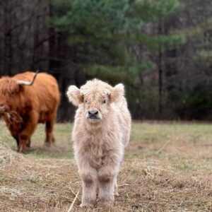 mini highland cow
