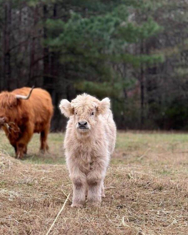 mini highland cow