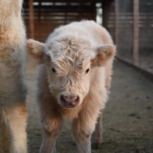 mini highland cow
