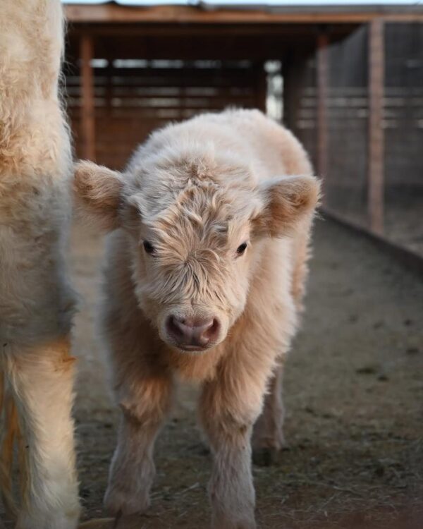 mini highland cow