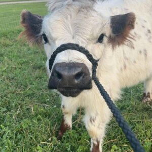mini highland cow