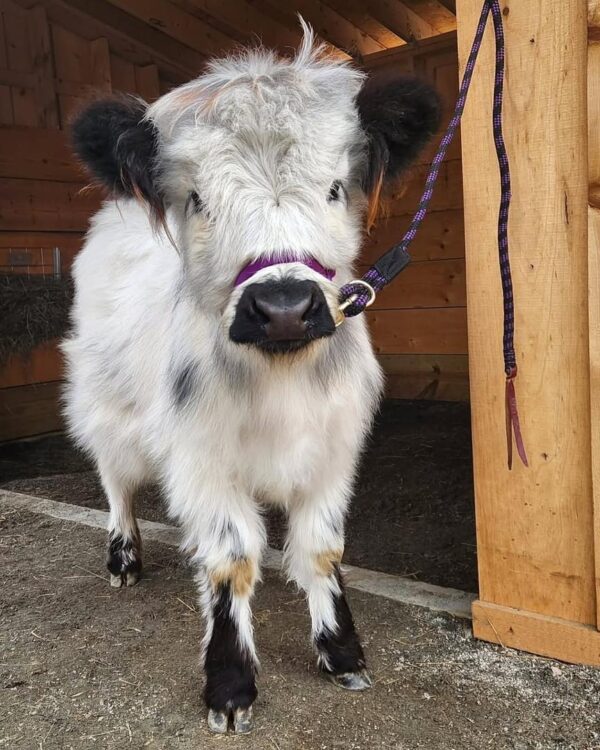 mini highland cow