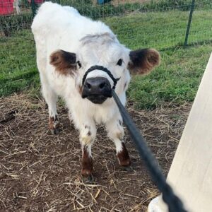 mini highland cow