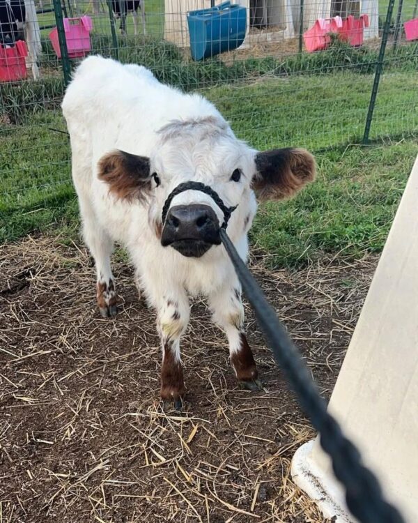 mini highland cow