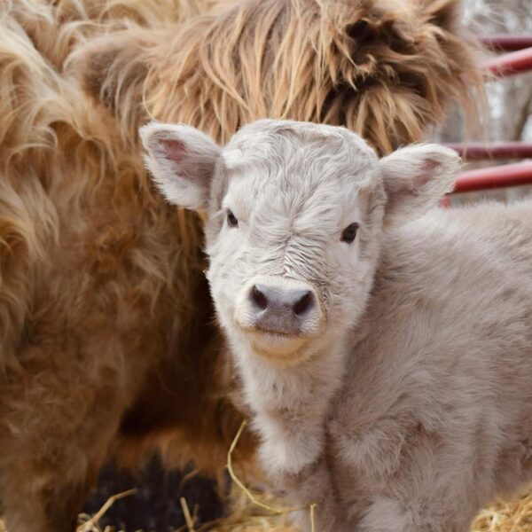 mini highland cow