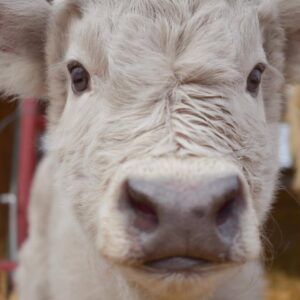 mini highland cow