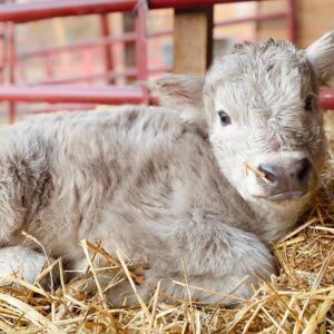mini highland cow
