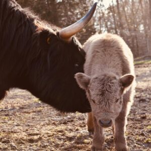 mini highland cow