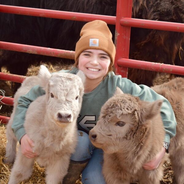 mini highland cow