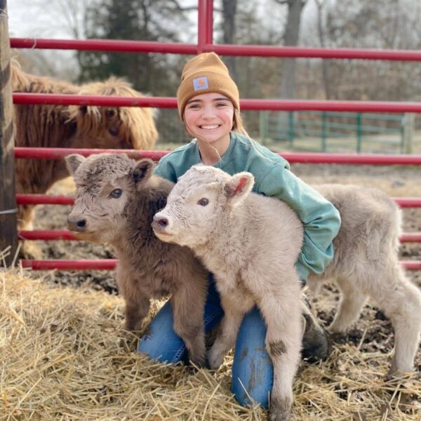 mini highland cow