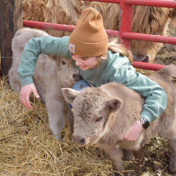 mini highland cow