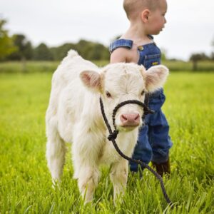 mini highland cow