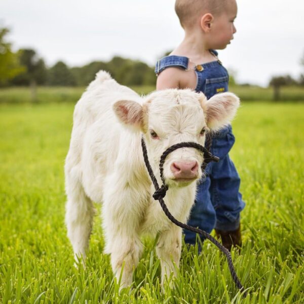 mini highland cow