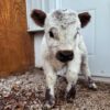 mini highland cow