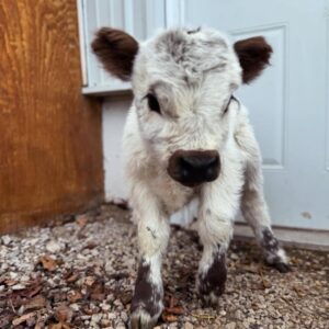 mini highland cow