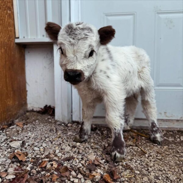mini highland cow