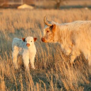 mini highland cow