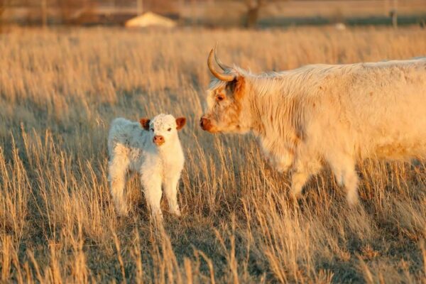 mini highland cow
