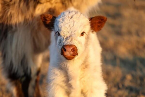 mini highland cow