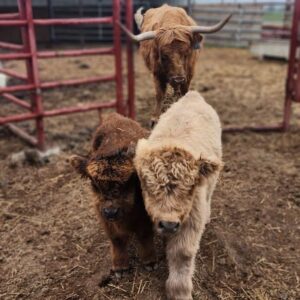 mini highland cow