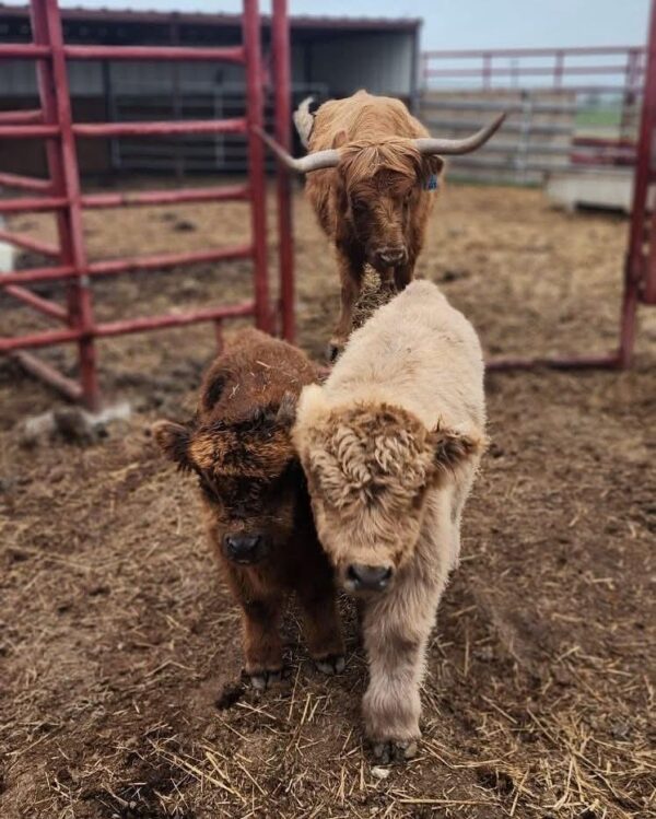 mini highland cow