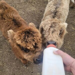 mini highland cow