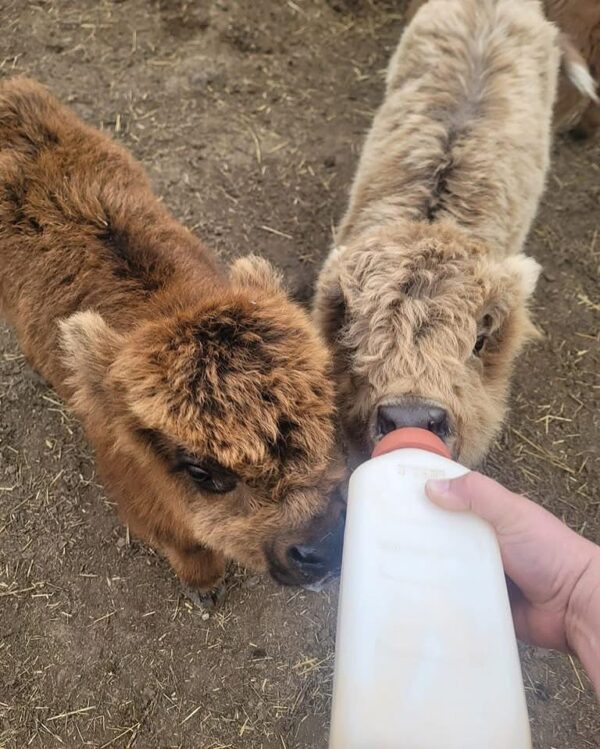 mini highland cow