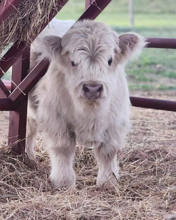 mini highland cow