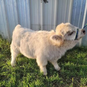 mini highland cow